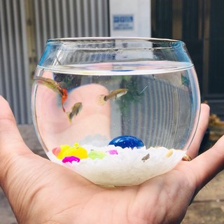 Chậu thủy tinh mini 10cm