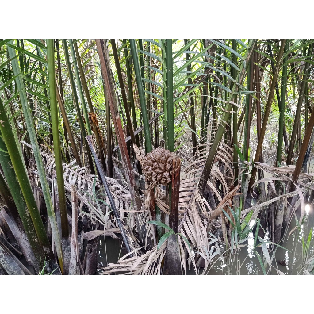 27 trái dừa nước tươi nguyên trái về tự chẽ