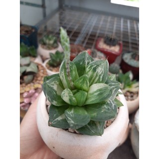 Chậu Sen đá Haworthia kim cương var - Kèm chậu