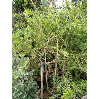 chậu Cây hoa liễu đỏ rủ siêu hoa làm giống