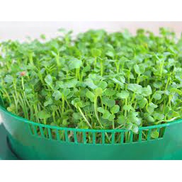 10Gr Hạt Giống Rau Mầm Củ Cải Trắng