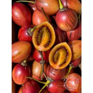 10h hạt giống cà chua thân gỗ tamarillo đỏ