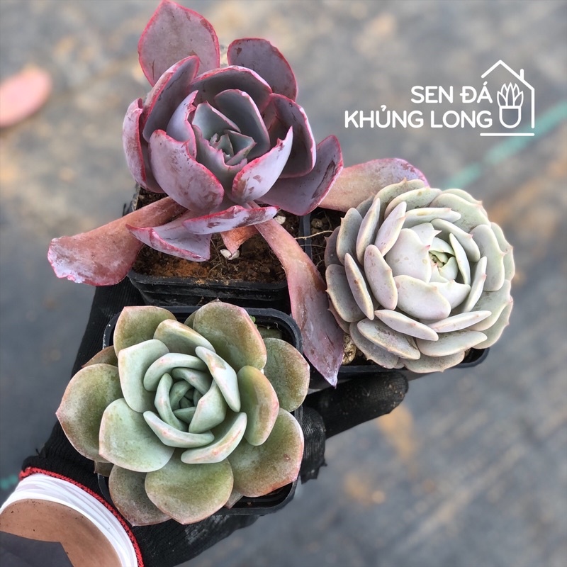 Combo 25 sen đá siêu phẩm - 9 ảnh