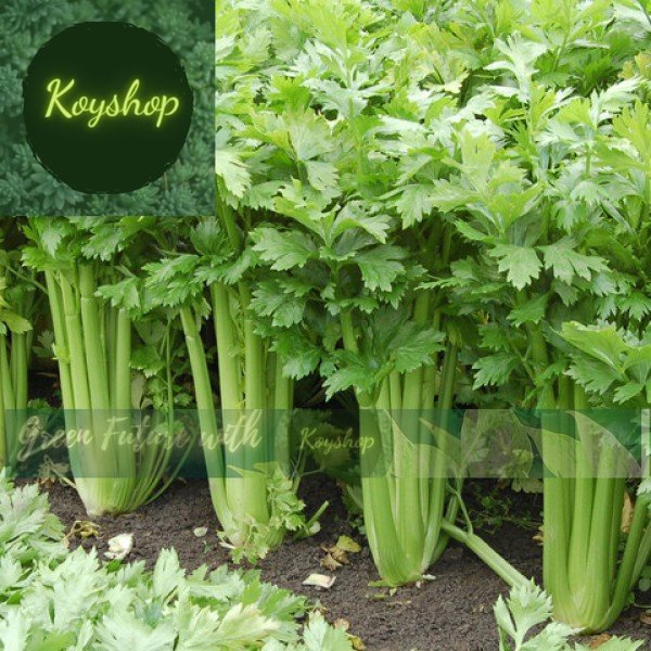 Hạt giống Rau Cần Tây Thera Chịu Nhiệt, 5 g-- Rado Seeds - Giá sỉ tốt hơn!