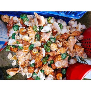 Combo 5 Vỏ Ốc Mượn Hồn Rugosus,Trang Trí Bể Cá