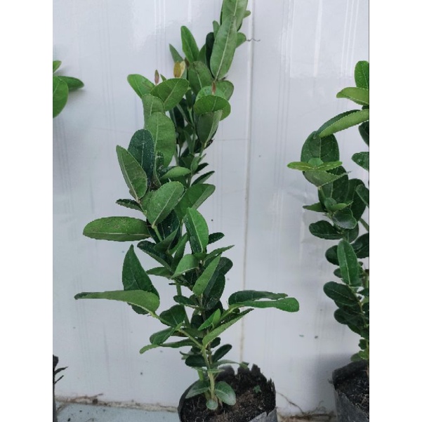 Combo 5 cây siro giá 75k. Hàng đẹp,khoẻ,mau cho trái, dễ chăm