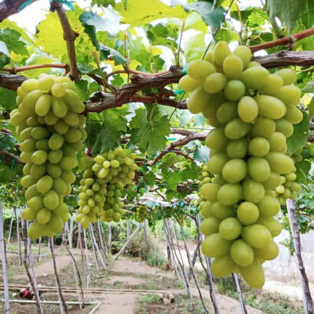 Cây nho xanh trái dài-(cây cho năng xuất cao siêu trái)