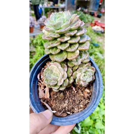 Sen đá bụi var
