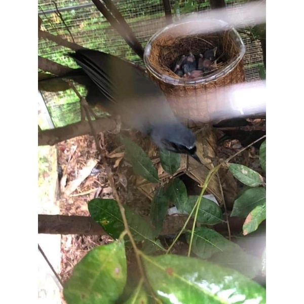 Tổ Chim dành cho anh em nuôi chim sinh sản