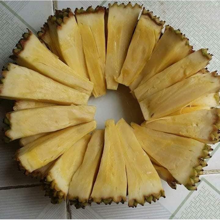Cây mít không hạt không sơ siêu sớm