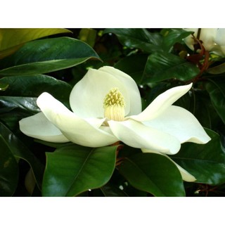hạt giống cây sen đất (15 hạt)