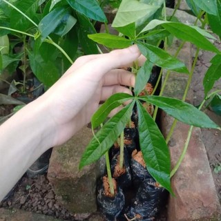 CÂY GIỐNG TRÔM LẤY MỦ (cây siêu tốt)