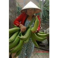 Cây giống chuối tá quạ cấy mô