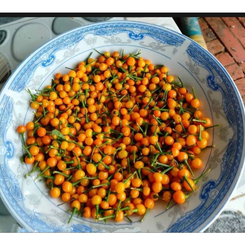 Cây ớt Peru Aji Cha ra pi ta giống ớt mắc nhất thế giới