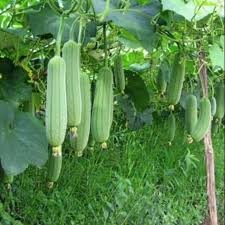 Hạt giống mướp hương thơm siêu trái 20 hạt