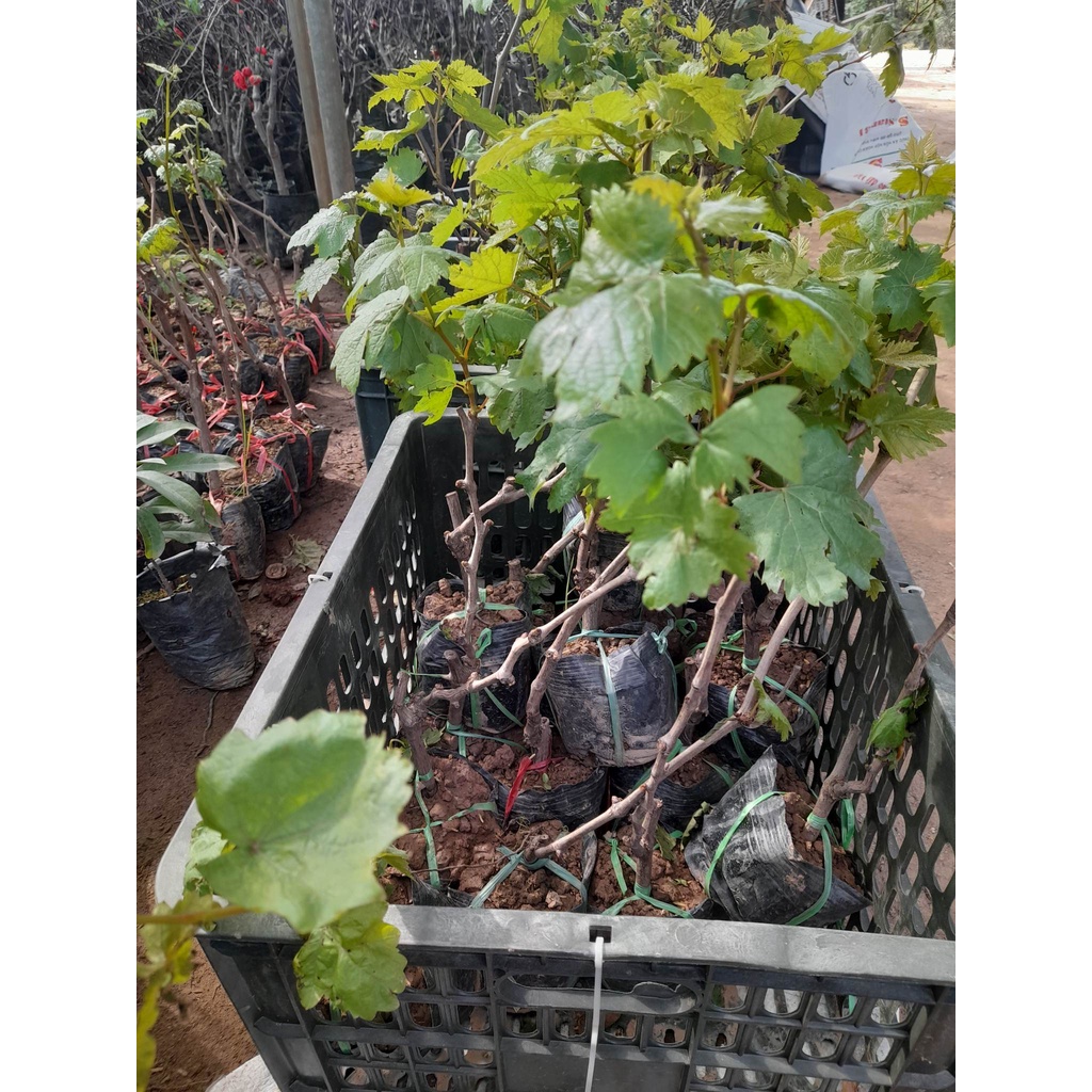 Giống Nho Mỹ  Không Hạt+Tặng kèm phân trùn quế