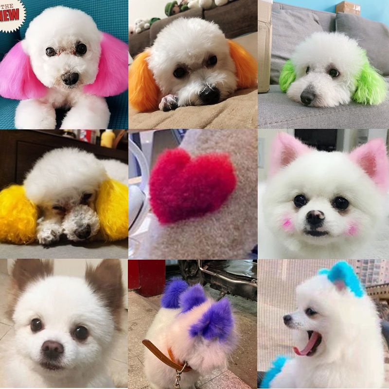 Kem Nhuộm Lông Chó Bichon Pomeranian Loại Bỏ Lông Hiệu Quả