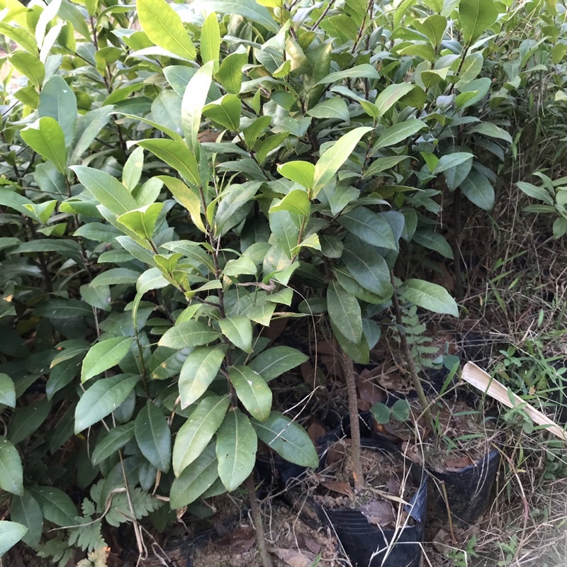 Cây hoa Mai vàng tứ quý