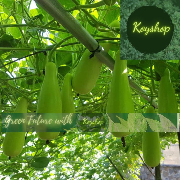 Hạt Giống Bầu Xị F1 - Rado Seeds - Giá sỉ tốt hơn !