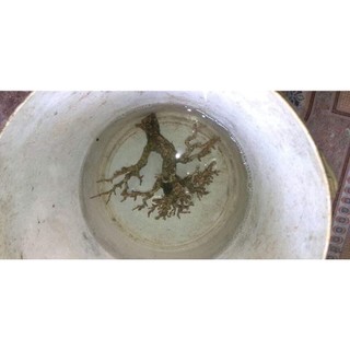 HB-101 100ml (dung dịch hữu cơ tăng trưởng)