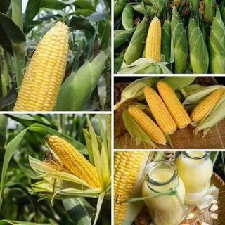 5gr hạt giống bắp mỹ bantam