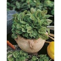 50h hạt giống rau chua sorrel red vein lâu năm