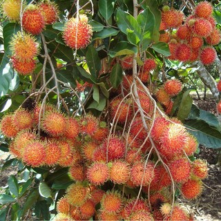 Cây giống Chôm chôm Thái ( giống ghép cho trái siêu sớm siêu trái)