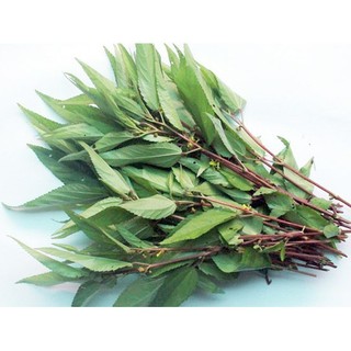 10gr hạt giống rau đay đỏ