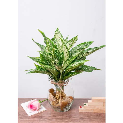 Cây Valentine  - phong thủy tốt - trồng thủy sinh được🍀🌱