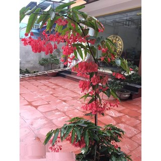 CHẬU CÂY TRÚC PHÁP (CÂY THU HẢI ĐƯỜNG ĐỨNG HOA RỦ)