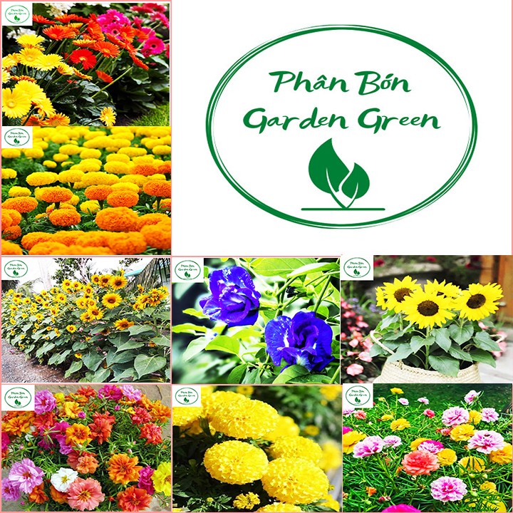 Hạt giống hoa dễ trồng - hoa mười giờ, hoa hướng dương, hoa dừa cạn, hoa vạn thọ, cúc đồng tiền, đậu biếc
