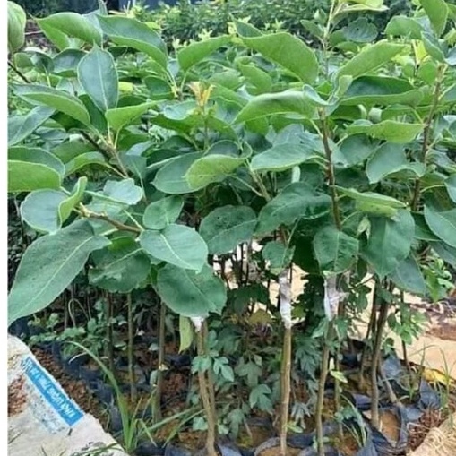Cây Lê nâu  giòn, ngọt, mát - Món quà cho sức khỏe