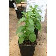 5h Hạt Giống Cỏ Ngọt Stevia