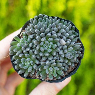 Sen đá nhím đen 5-7cm - Vườn sen đá