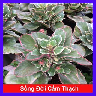 Cây Sống Đời Cẩm Thạch - cây cảnh để bàn - caykiengsadec