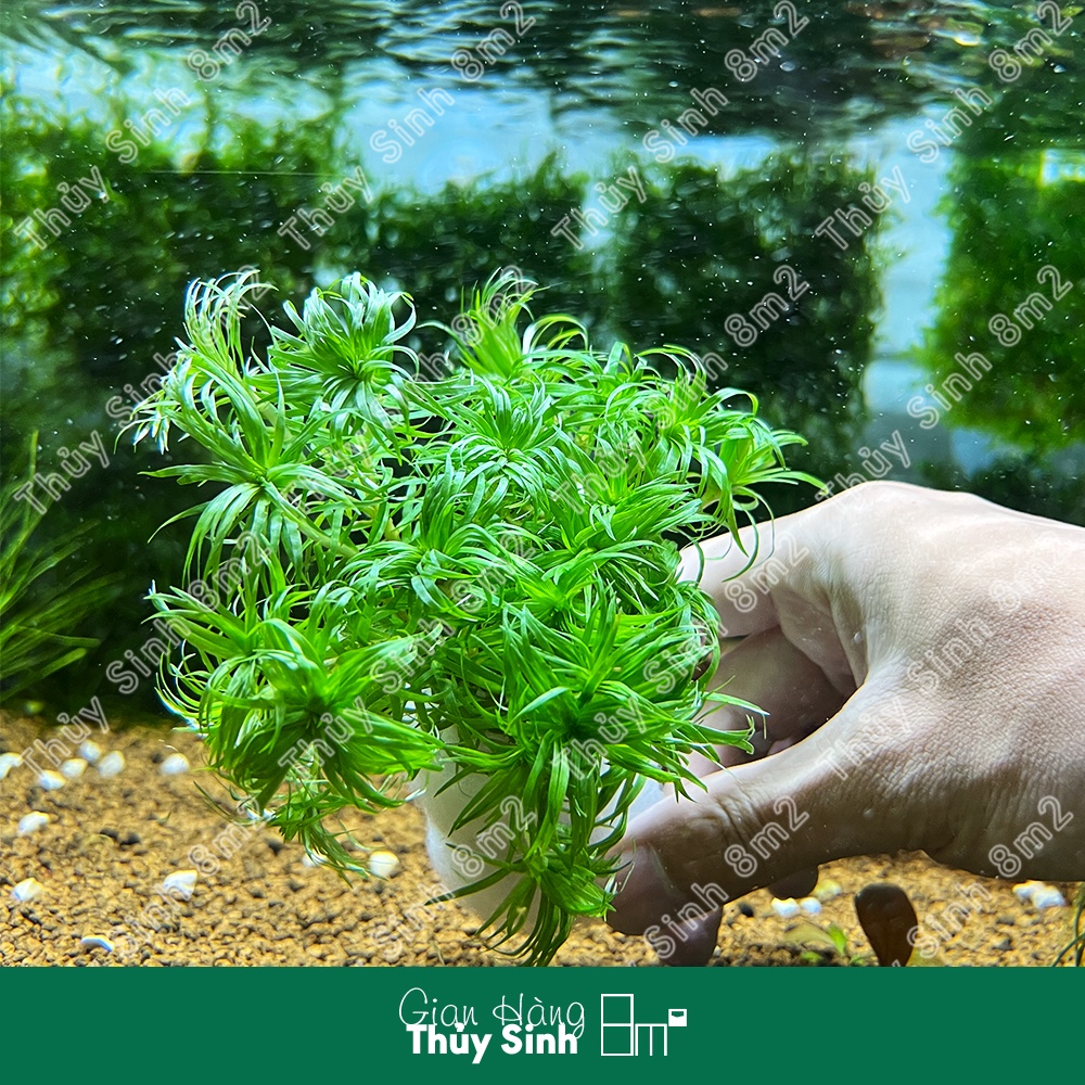 Cây Tonia Lá Mềm | Cây Thủy Sinh Trung Cảnh, Cắt Cắm | KHÔNG BẢO HÀNH | 8m2