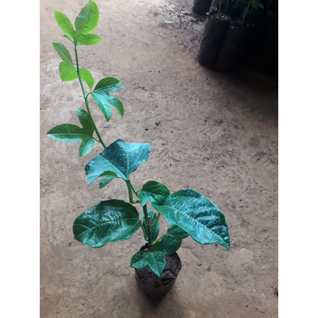 ( 3 tháng cho trái ) [ MỚI ]