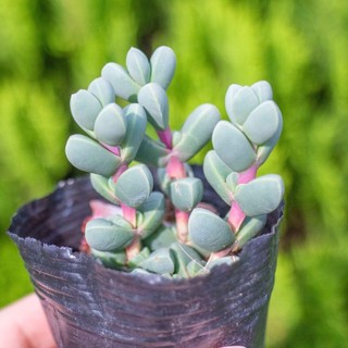 Sen đá lá tim 5-7cm - Vườn sen đá