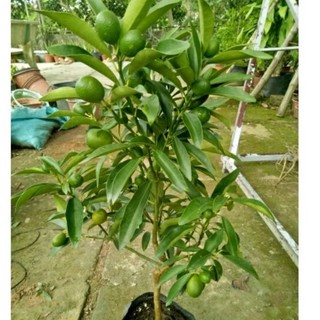 Cây Tắc Vỏ Ngọt ( cây tắc thái ngọt )