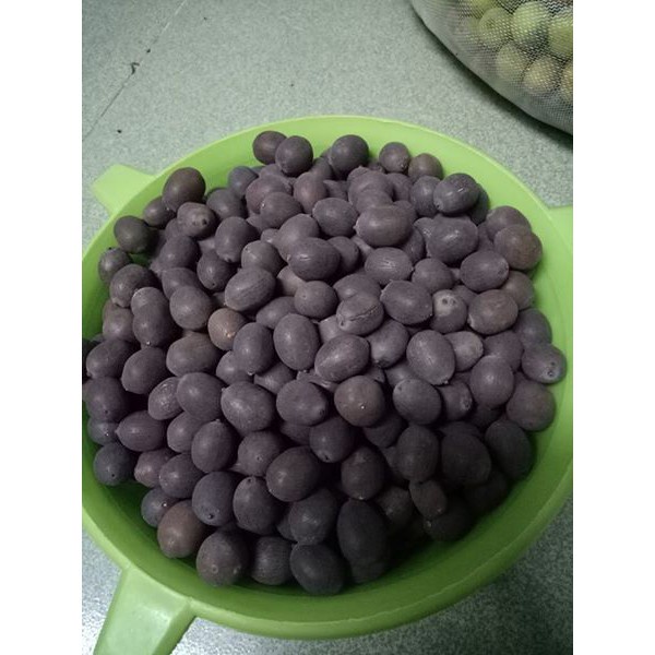 1 kg hạt giống sen ta