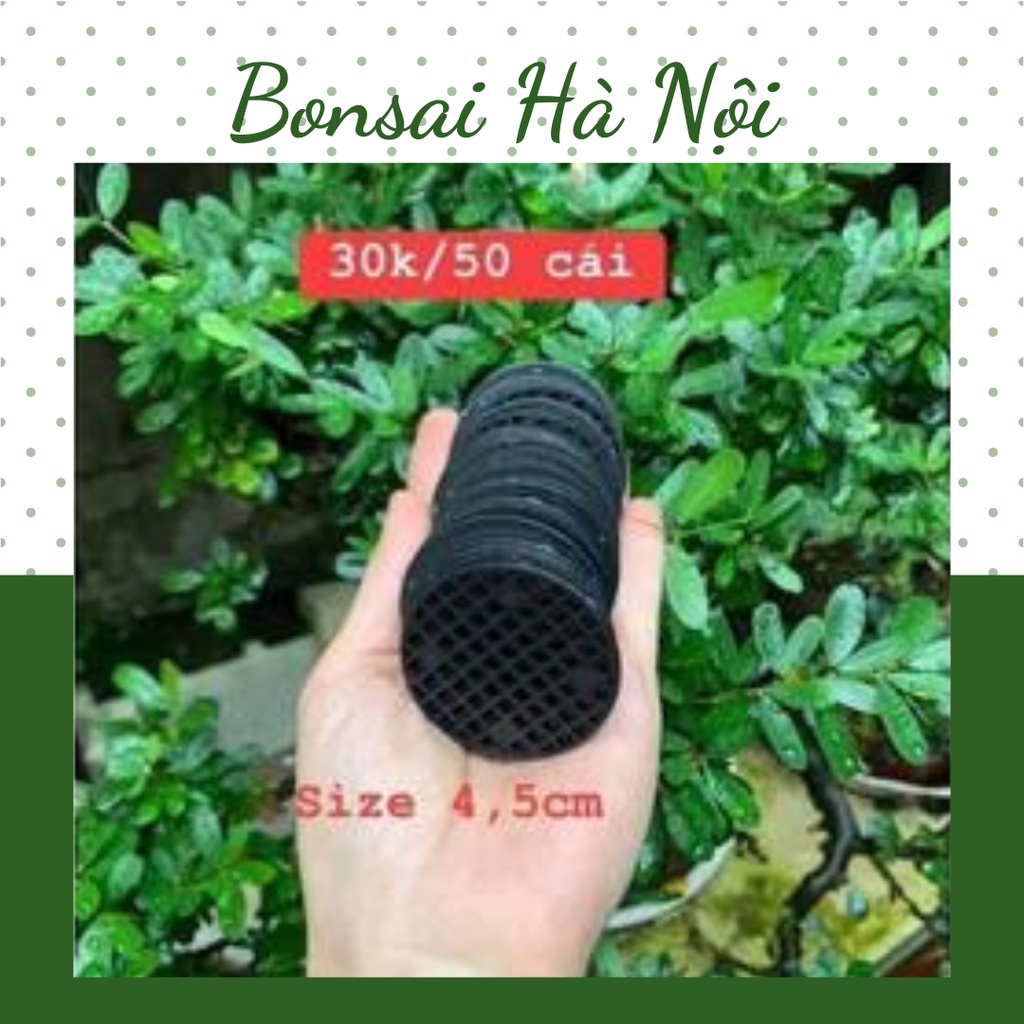 Combo 50 lót chậu đủ size