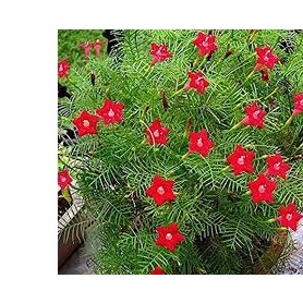 20h Hạt Giống Hoa Tóc Tiên Leo Đỏ