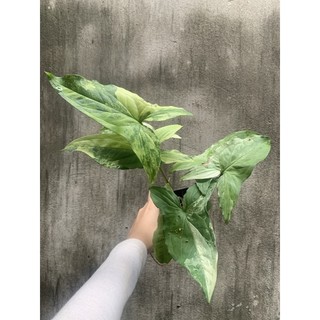 Cây trầu bà syngonium podophyllum albo var trắng 2 gốc - không kèm chậu