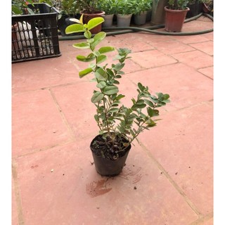 Cây siro cao 30cm (ảnh thật số 2)