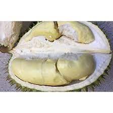 Cây Giống Sầu Riêng Chuồng Bò