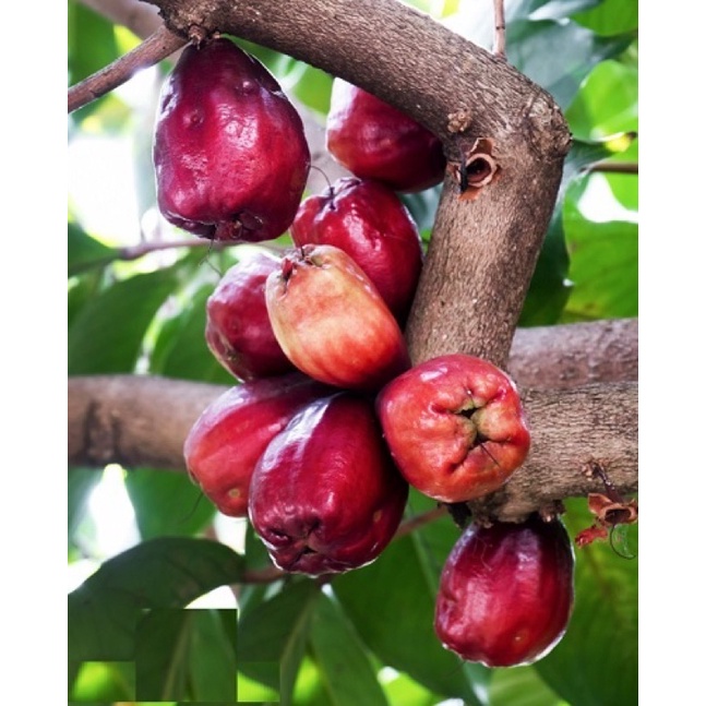 CÂY MẬN ĐIỀU (cao 15 - 20cm) - 1 cây