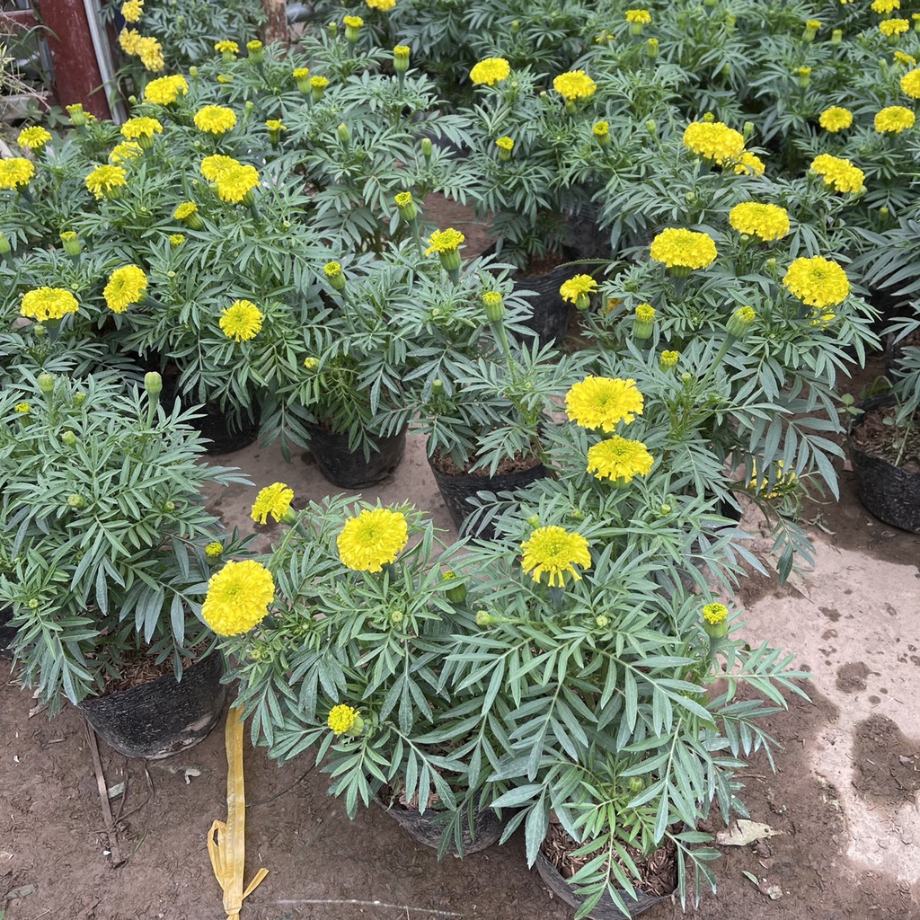 Cây hoa cúc vạn thọ vàng chiều cao 25cm hoa siêu bền nhiều nụ,thích hợp trang trí ban công ngày tết