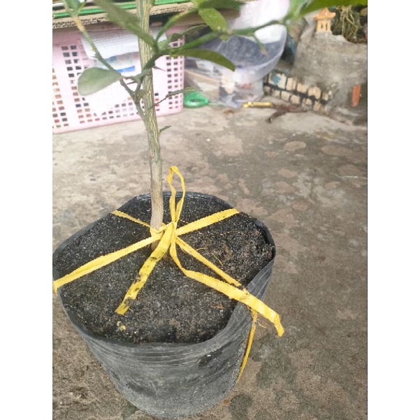 Cây chúc cao tầm 50cm giá 120k