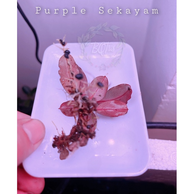 Bucep Purple Sekayam | hàng ngọn | lá cạn | cây thuỷ sinh