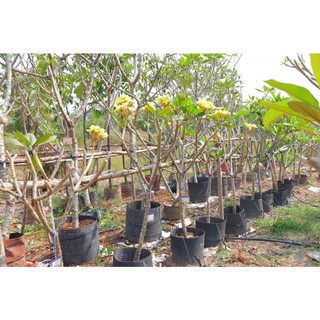 cây giống HOA SỨ ĐẠI TRẮNG ( hoa Chăm Pa)